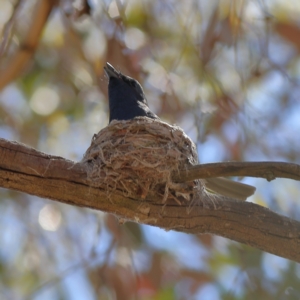 Myiagra rubecula at Belconnen, ACT - 6 Nov 2023