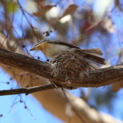 Myiagra rubecula at Belconnen, ACT - 6 Nov 2023