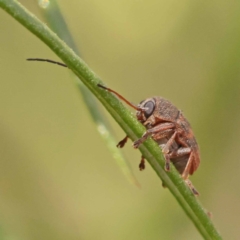 Cadmus (Cadmus) crucicollis (Leaf beetle) at Canberra Central, ACT - 5 Nov 2023 by ConBoekel