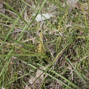 Lomandra filiformis subsp. coriacea at Belconnen, ACT - 28 Oct 2023 03:15 PM