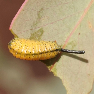 Gonipterus sp. (genus) at ANBG South Annex - 6 Nov 2023