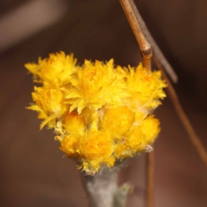 Chrysocephalum apiculatum at Canberra Central, ACT - 6 Nov 2023 10:36 AM