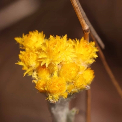 Chrysocephalum apiculatum (Common Everlasting) at Canberra Central, ACT - 5 Nov 2023 by ConBoekel