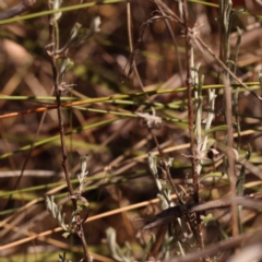 Chrysocephalum apiculatum at Canberra Central, ACT - 6 Nov 2023