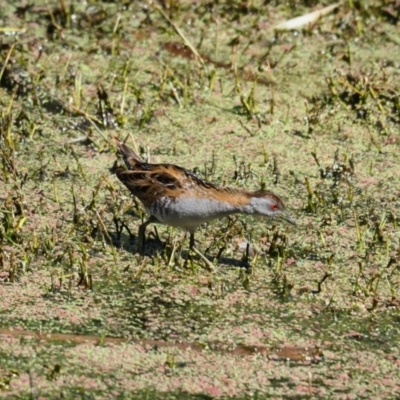 Zapornia pusilla (Baillon's Crake) at Jerrabomberra Wetlands - 5 Nov 2023 by Caric