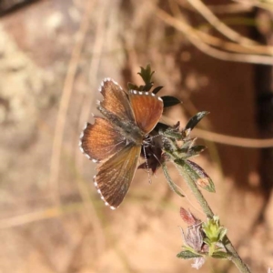 Neolucia agricola at Canberra Central, ACT - 6 Nov 2023 10:55 AM