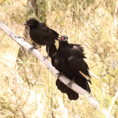 Corcorax melanorhamphos (White-winged Chough) at ANBG South Annex - 6 Nov 2023 by ConBoekel