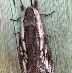 Endoxyla encalypti (Wattle Goat Moth) at Birrigai - 6 Nov 2023 by jac
