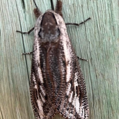 Endoxyla encalypti (Wattle Goat Moth) at Birrigai - 6 Nov 2023 by jac