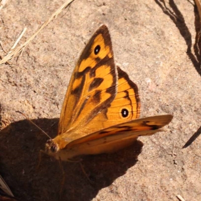 Heteronympha merope (Common Brown Butterfly) at ANBG South Annex - 5 Nov 2023 by ConBoekel