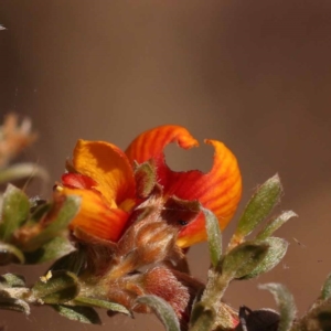 Mirbelia oxylobioides at Canberra Central, ACT - 6 Nov 2023