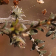 Mirbelia oxylobioides at Canberra Central, ACT - 6 Nov 2023 11:18 AM