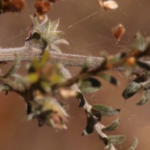 Mirbelia oxylobioides at Canberra Central, ACT - 6 Nov 2023