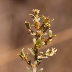 Mirbelia oxylobioides at Canberra Central, ACT - 6 Nov 2023 11:18 AM