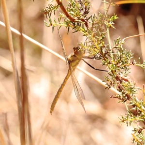 Hemicordulia tau at Black Mountain NR (BMS) - 6 Nov 2023 10:28 AM