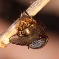 Calliphora stygia (Brown blowfly or Brown bomber) at ANBG South Annex - 5 Nov 2023 by ConBoekel