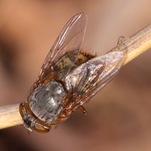 Calliphora stygia at ANBG South Annex - 6 Nov 2023