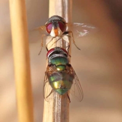 Chrysomya sp. (genus) (A green/blue blowfly) at Canberra Central, ACT - 5 Nov 2023 by ConBoekel