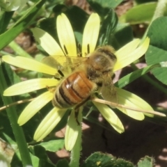 Apis mellifera (European honey bee) at Barton, ACT - 6 Nov 2023 by RobParnell