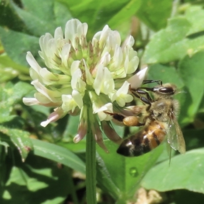 Apis mellifera (European honey bee) at Barton, ACT - 6 Nov 2023 by RobParnell