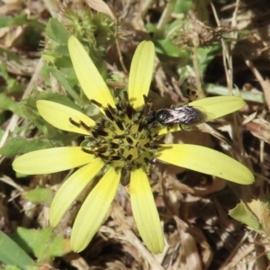 Apiformes (informal group) at Telopea Park (TEL) - 6 Nov 2023