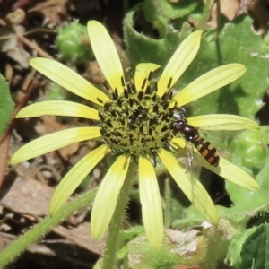 Simosyrphus grandicornis at Telopea Park (TEL) - 6 Nov 2023