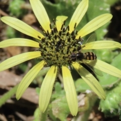 Simosyrphus grandicornis at Telopea Park (TEL) - 6 Nov 2023