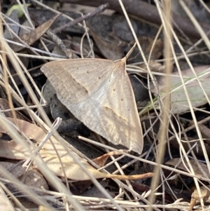 Epidesmia hypenaria at Aranda, ACT - 6 Nov 2023