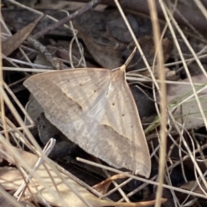 Epidesmia hypenaria at Aranda, ACT - 6 Nov 2023 04:19 PM