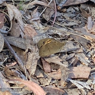 Heteronympha merope (Common Brown Butterfly) at Aranda, ACT - 6 Nov 2023 by Jubeyjubes