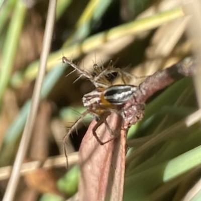 Oxyopes sp. (genus) (Lynx spider) at Aranda, ACT - 6 Nov 2023 by Jubeyjubes