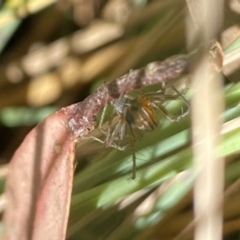 Oxyopes sp. (genus) at Aranda, ACT - 6 Nov 2023