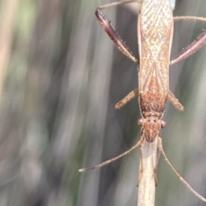 Melanacanthus scutellaris at Aranda, ACT - 6 Nov 2023