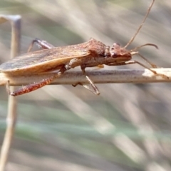 Melanacanthus scutellaris at Aranda, ACT - 6 Nov 2023