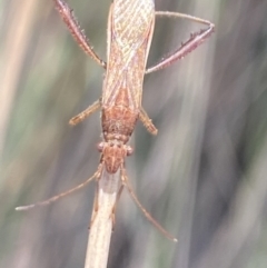 Melanacanthus scutellaris at Aranda, ACT - 6 Nov 2023