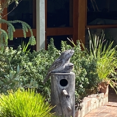 Podargus strigoides (Tawny Frogmouth) at Aranda, ACT - 6 Nov 2023 by Jubeyjubes