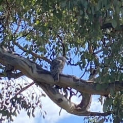 Podargus strigoides at Aranda, ACT - 6 Nov 2023