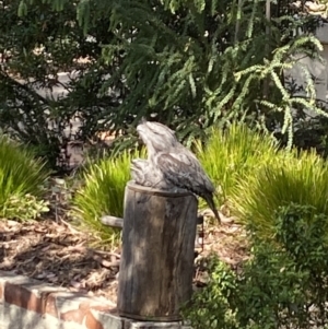 Podargus strigoides at Aranda, ACT - 6 Nov 2023