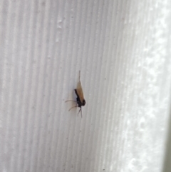 Bibionomorpha (infraorder) (Unidentified Gnat, Gall Midge or March Fly) at Aranda, ACT - 6 Nov 2023 by Jubeyjubes