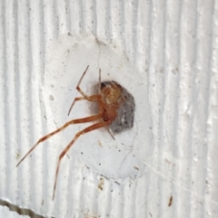 Cryptachaea veruculata (Diamondback comb-footed spider) at Aranda, ACT - 6 Nov 2023 by Jubeyjubes
