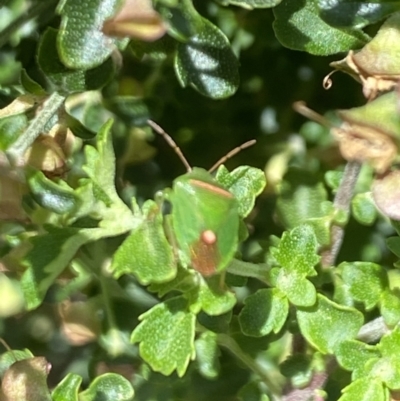 Ocirrhoe unimaculata (Green Stink Bug) at Aranda, ACT - 6 Nov 2023 by Jubeyjubes