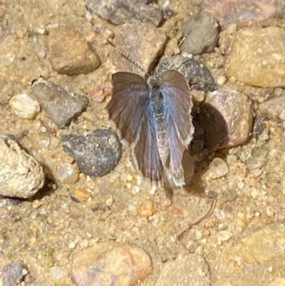 Zizina otis (Common Grass-Blue) at Aranda, ACT - 6 Nov 2023 by Jubeyjubes