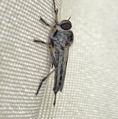 Cerdistus sp. (genus) (Slender Robber Fly) at Aranda, ACT - 6 Nov 2023 by Jubeyjubes