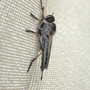 Cerdistus sp. (genus) at Aranda, ACT - 6 Nov 2023