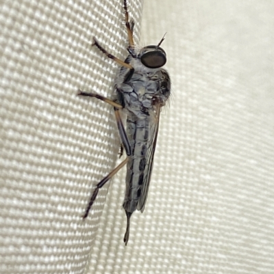 Cerdistus sp. (genus) (Slender Robber Fly) at Aranda, ACT - 6 Nov 2023 by Jubeyjubes