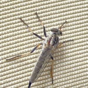 Cerdistus sp. (genus) at Aranda, ACT - 6 Nov 2023 11:10 AM