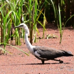 Ardea pacifica (White-necked Heron) at Evatt, ACT - 6 Nov 2023 by Thurstan