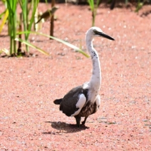 Ardea pacifica at Evatt, ACT - 6 Nov 2023 02:42 PM