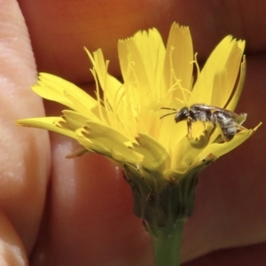 Lasioglossum (Homalictus) sp. (genus & subgenus) at Telopea Park (TEL) - 6 Nov 2023