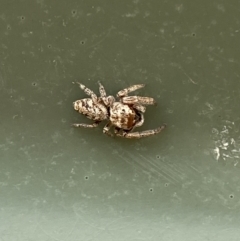 Opisthoncus sp. (genus) at Molonglo River Reserve - 5 Nov 2023 by SteveBorkowskis